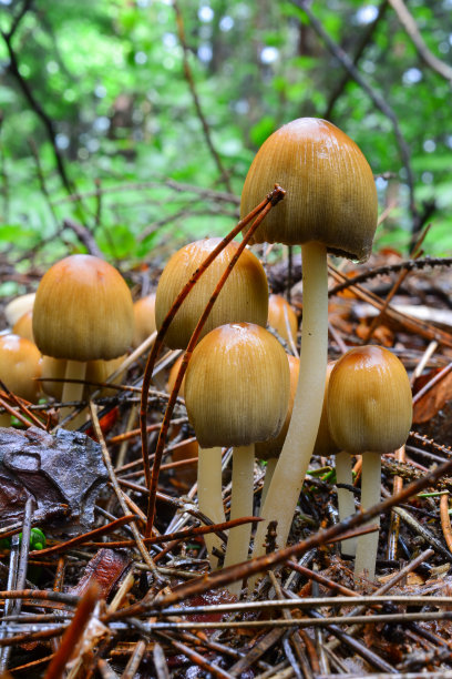 湿蘑菇