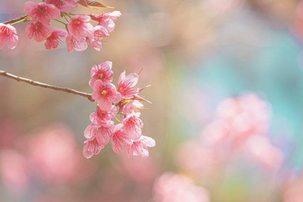 日本苹果