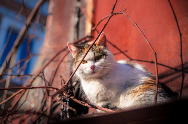 一只白色的流浪猫