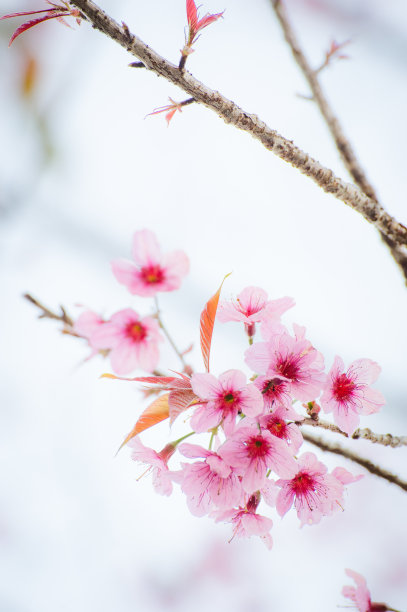 花卉树木