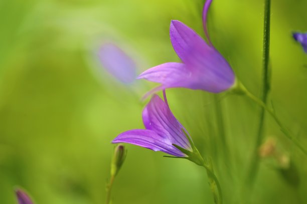 紫铃花