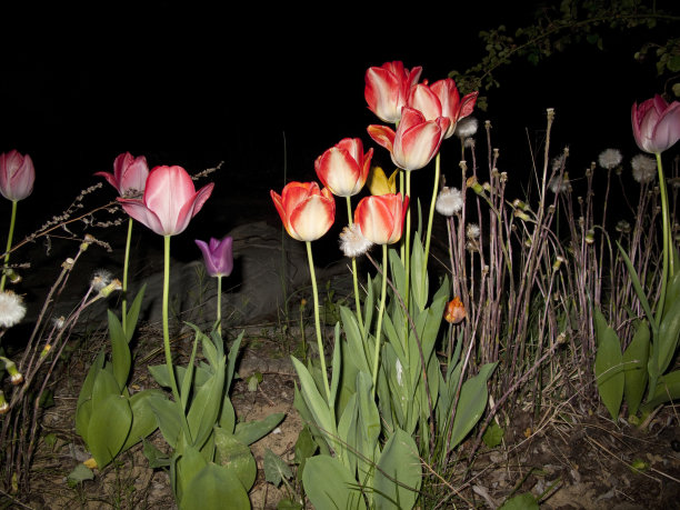 花坛夜景绿化