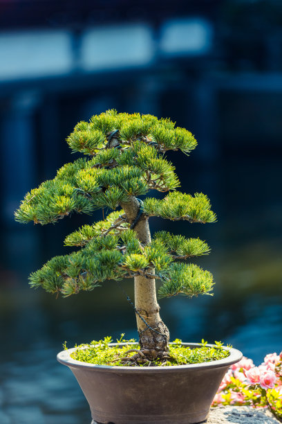 绿色植物 夏季植物 家具装饰