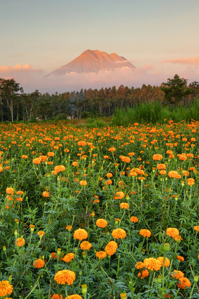 夕阳下稻田美景