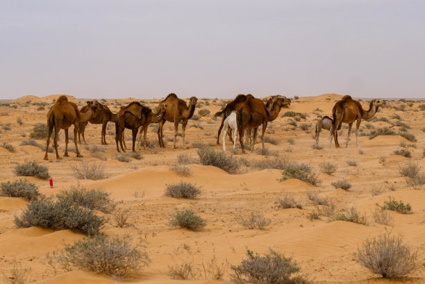 一群骆驼