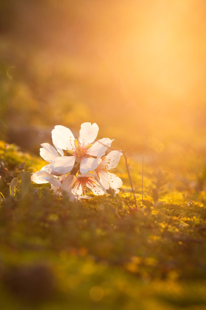 简约梅花