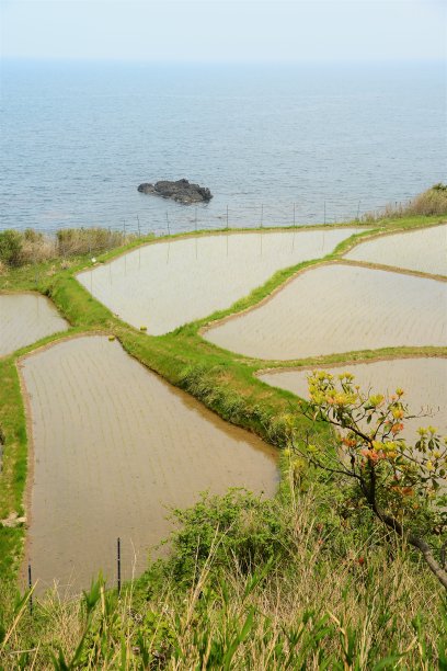 海滩大米