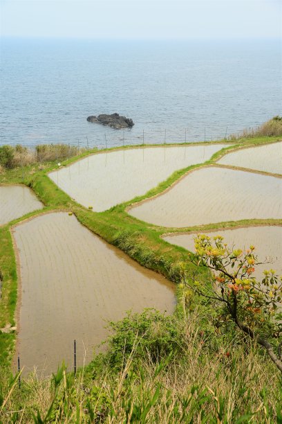 海滩水稻