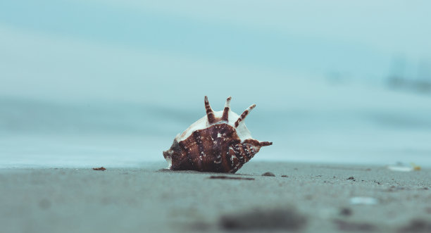 夏日沙滩上的贝壳海星