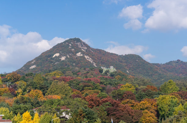 银杏树与天空