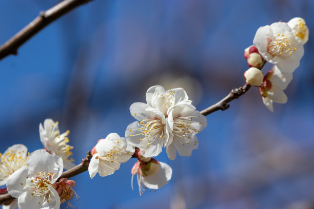 黄色梅花