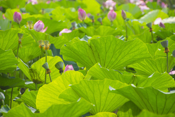 满池的荷花