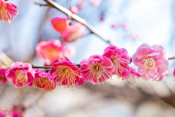 梅花高清