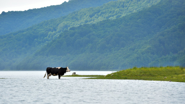 湖边的牛