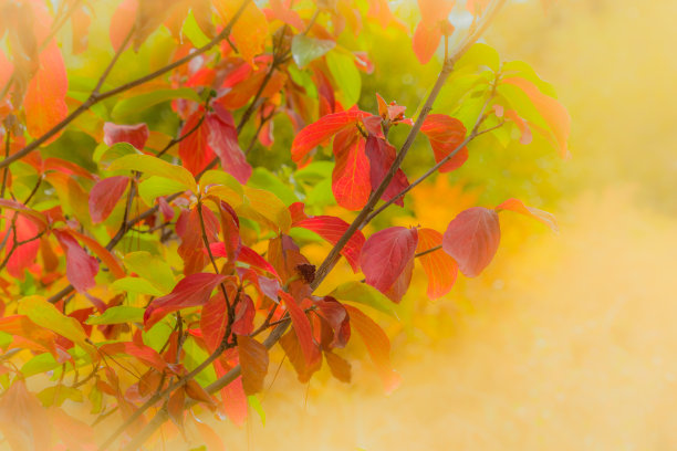 秋天黄色的树叶和落叶