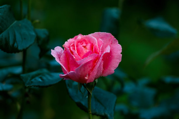 花朵花蕾上的雨滴