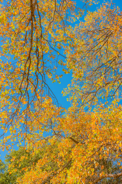 秋天的树林仰拍