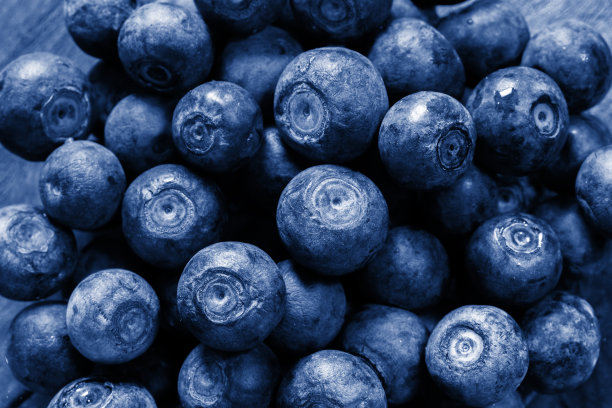 蓝莓背景蓝莓丰收