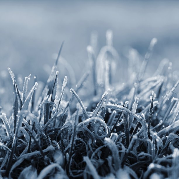 霜冻草地