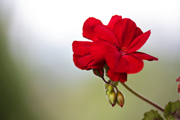 红色的天竺葵