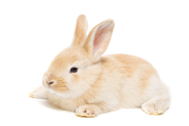 可爱兔子动物小白兔图片
