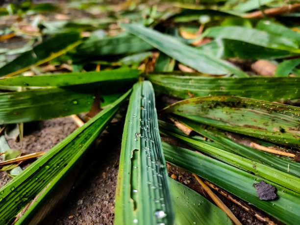 草地绿叶露水植物背景