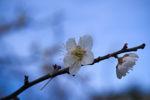 樱花 东京樱花 樱花树 蓝天