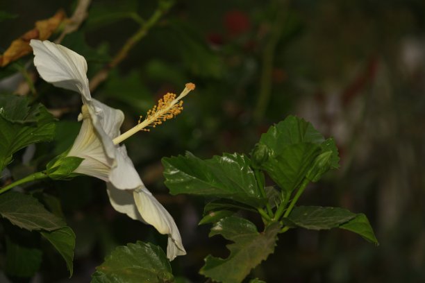 白色木芙蓉花