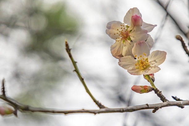 季节,白色,紫色