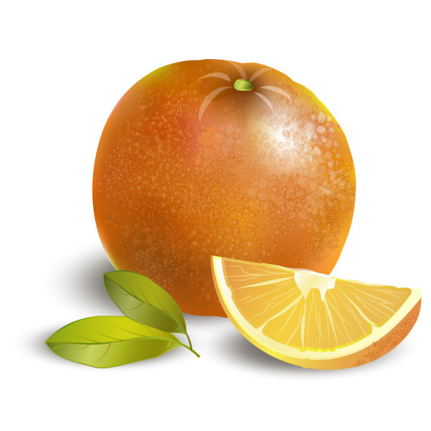 柑橘插画