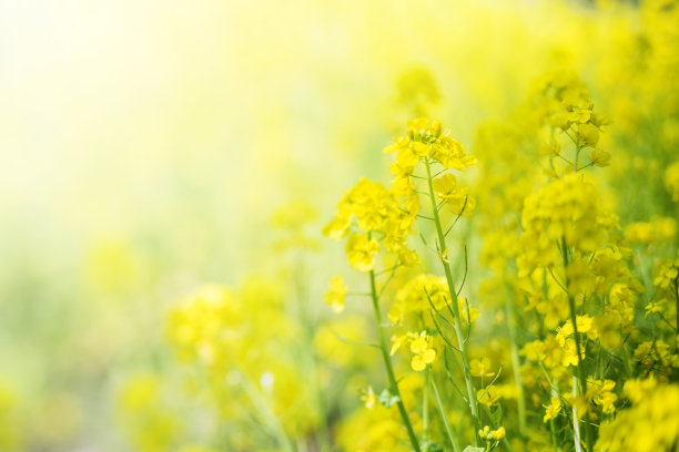 油菜花摄影