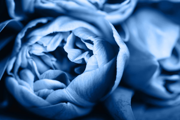 蓝色的花束