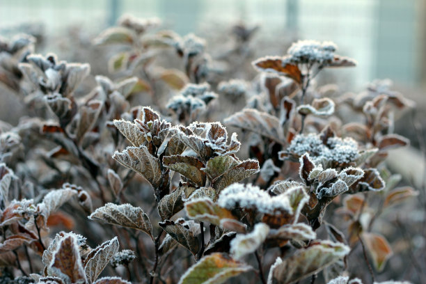 秋分霜降小雪冬大寒