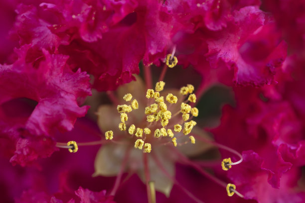 紫薇花树