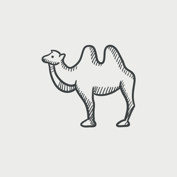 骆驼插图