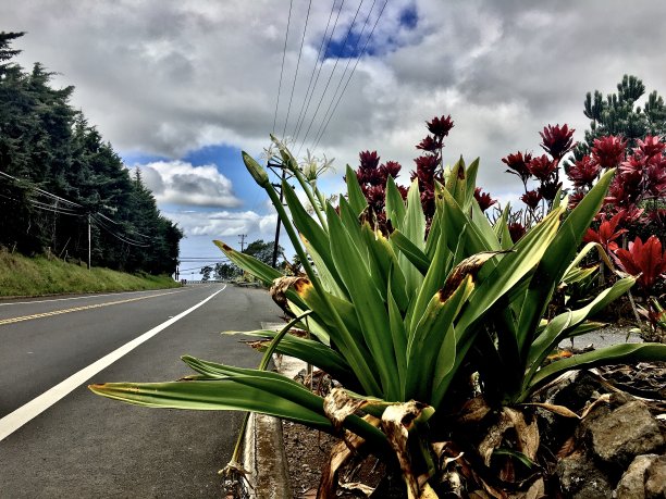 一排树木的道路