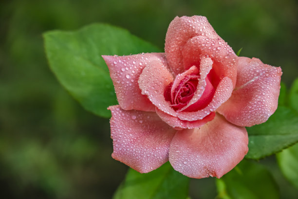 花朵鲜花红色玫瑰花