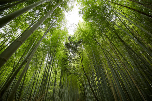 竹林美景