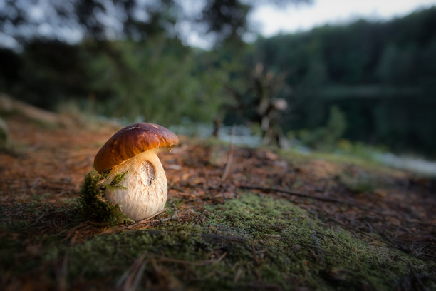 山野蘑菇