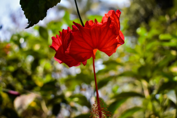 芙蓉种