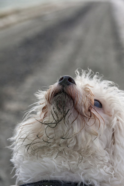 比熊,白色的小犬