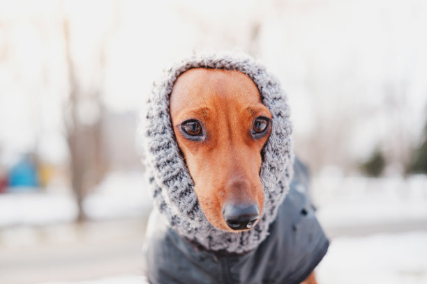 狗狗保暖衣