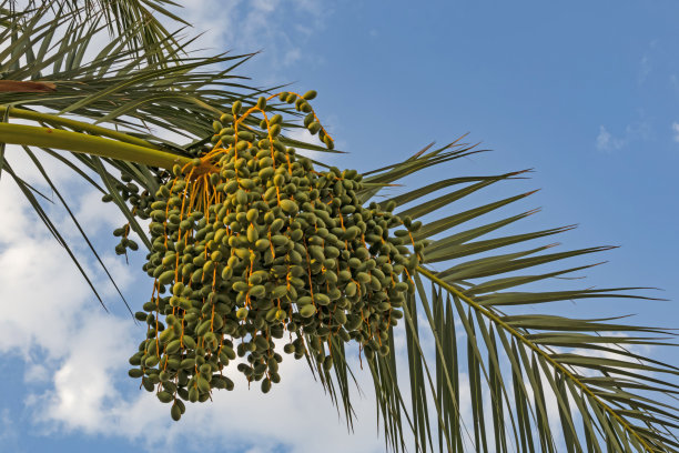 棕榈树种子