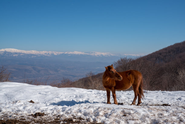 雪山骏马