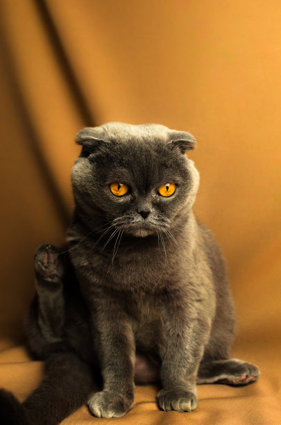 可爱灰色猫咪