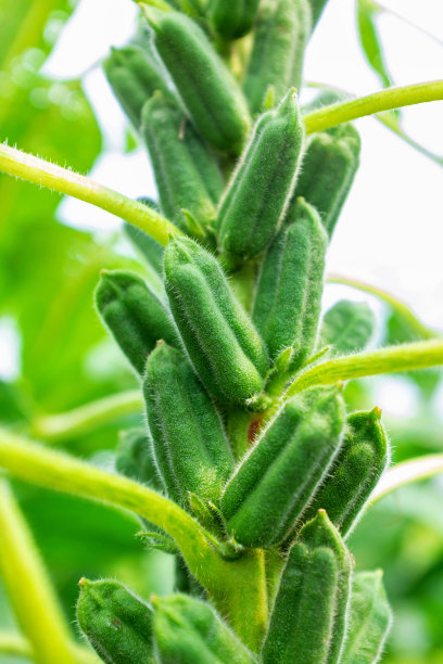 芝麻植物