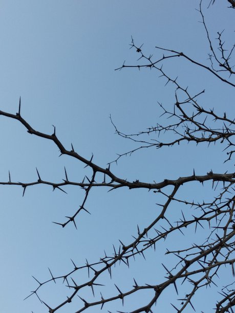 蓝天,枯树