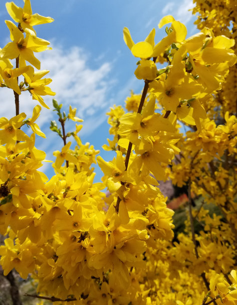 春分节日