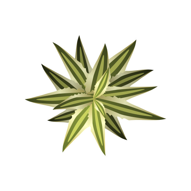 绿色植物叶子插画