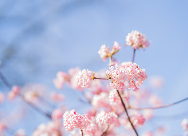 白蓝色手捧花